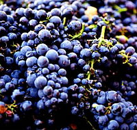 Nandroya Vineyard - New South Wales Tourism 
