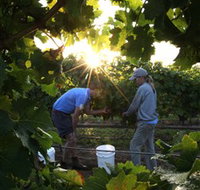 Oakdene Vineyards Restaurant and Cellar Door - New South Wales Tourism 
