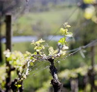 Mount Cole WineWorks - New South Wales Tourism 