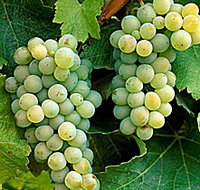 Clover Hill Vineyard - New South Wales Tourism 