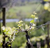 Barrgowan Vineyard - New South Wales Tourism 