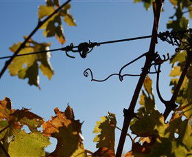 Blackjack Vineyards - New South Wales Tourism  1