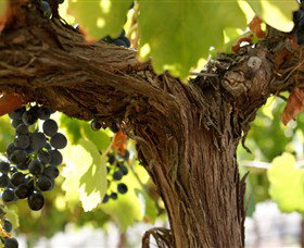 Blackjack Vineyards - New South Wales Tourism  0