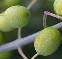 Montalto Vineyard and Olive Grove - New South Wales Tourism 