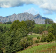 Lake Barrington Vineyard - New South Wales Tourism 