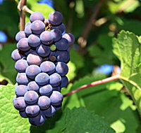 Tinderbox Vineyard - New South Wales Tourism 