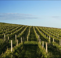 Delamere Vineyard - New South Wales Tourism 