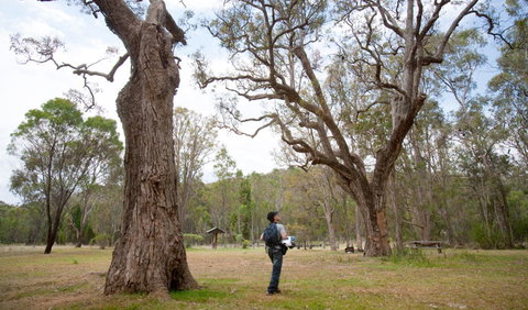 Moolarben Picnic Area - New South Wales Tourism  2