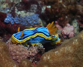 Coral Gardens Dive Site Mooloolaba - New South Wales Tourism  1