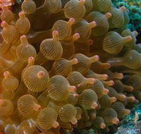 Coral Gardens Dive Site Mooloolaba - New South Wales Tourism 