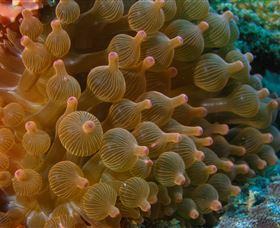 Coral Gardens Dive Site Mooloolaba - New South Wales Tourism  0
