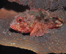 Coral Gardens Dive Site Mooloolaba - New South Wales Tourism  2