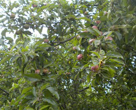 Tin Shed Cider - New South Wales Tourism  1