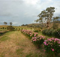 Damasque Rose Oil Farm - New South Wales Tourism 