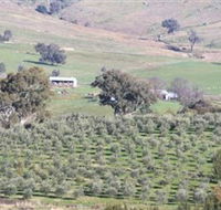 Wymah Organic Olives and Lambs - New South Wales Tourism 