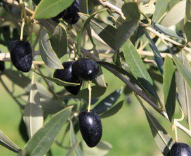 Wymah Organic Olives And Lambs - New South Wales Tourism  2