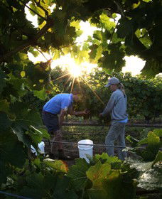 Oakdene Vineyards Restaurant And Cellar Door - New South Wales Tourism  3