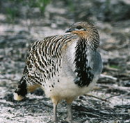Yongergnow Australian Malleefowl Centre - New South Wales Tourism 