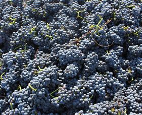 Punt Road Winery - New South Wales Tourism  6