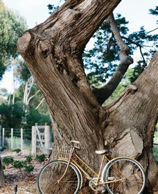 Kiltynane Wines - New South Wales Tourism  8