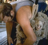 Kuriong Sheep Station - New South Wales Tourism 