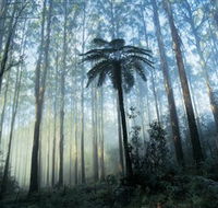 Yarra Ranges National Park - New South Wales Tourism 