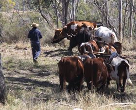 Gleneden Organic Farm And The Gleneden Bullock Team - New South Wales Tourism  1