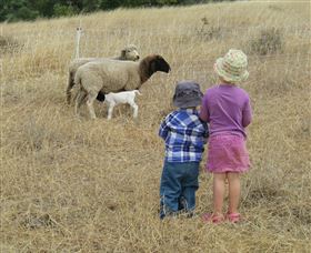 Gleneden Organic Farm And The Gleneden Bullock Team - New South Wales Tourism  3
