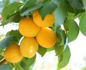 Rayner's Orchard - New South Wales Tourism  1