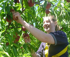 Rayner's Orchard - New South Wales Tourism  3