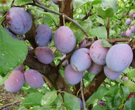 Rayner's Orchard - New South Wales Tourism  5