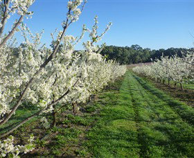 Rayner's Orchard - New South Wales Tourism  6