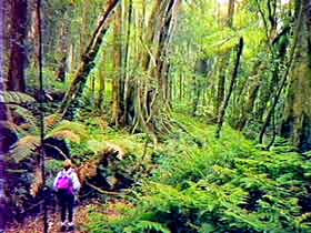 Bunya Mountains National Park - New South Wales Tourism  1