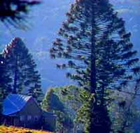 Bunya Mountains National Park - New South Wales Tourism 