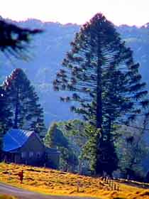 Bunya Mountains National Park - New South Wales Tourism  0