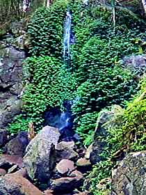 Bunya Mountains National Park - New South Wales Tourism  2