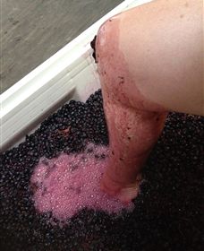 Billy Button Wines - New South Wales Tourism  4