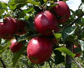 Wilgro Orchards - New South Wales Tourism  3