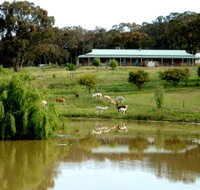 Clearview Alpacas - New South Wales Tourism 
