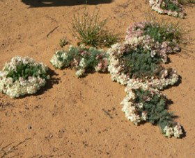 Coorow Wreath Flowers - New South Wales Tourism  0