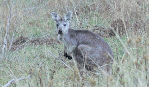 Capertee National Park - New South Wales Tourism  3