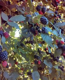 Gunnadoo Berries - New South Wales Tourism  0