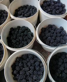 Gunnadoo Berries - New South Wales Tourism  3