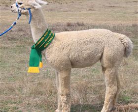 Marchmont Park Alpacas - New South Wales Tourism  1