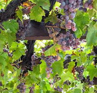  Murrumbateman Winery Company Pty Ltd 