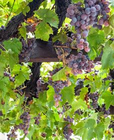  Murrumbateman Winery Company Pty Ltd  - New South Wales Tourism  0