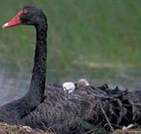 French Island Marine National Park - New South Wales Tourism 