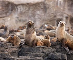 Phillip Island Nature Parks - New South Wales Tourism  1