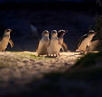 Phillip Island Nature Parks - New South Wales Tourism 