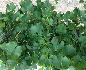 Jeir Creek Wines - New South Wales Tourism  2